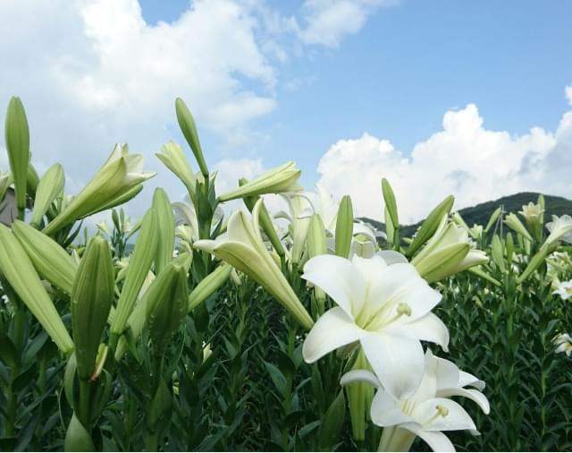 淡河の花